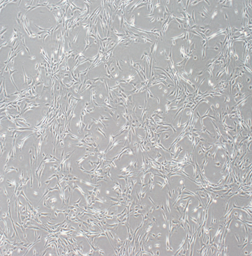 yd2333云顶电子游戏